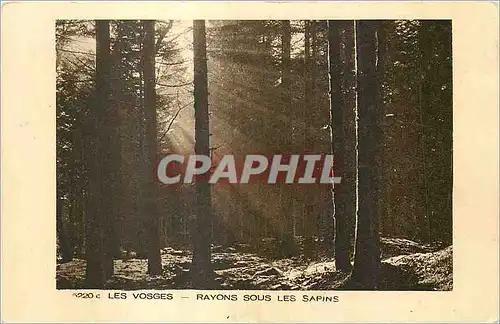 Cartes postales Les Vosges Rayons sous les Sapins