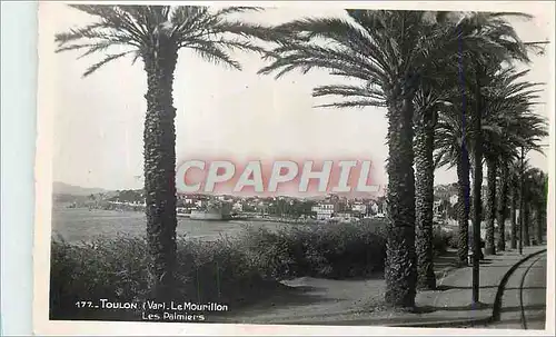 Cartes postales moderne Toulon (Var) le Mourillon les Palmiers
