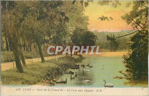 Cartes postales Lyon Parc de la Tete d'Or Le Coin aux Cygnes