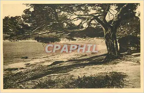 Cartes postales Corniche des Maures (Var) Le Lavandou La Plage de la Faviere