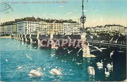 Cartes postales Geneve Cygnes et Mouettes au Pont du Mont Blanc Cygnes