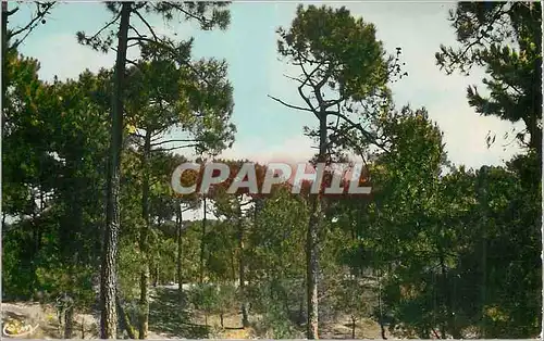 Cartes postales moderne Fromentine (Vendee) Sous Bois de Pins