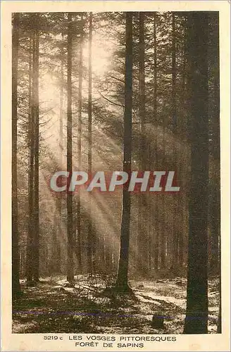 Cartes postales Les Vosges Pittoresques Foret et Sapins