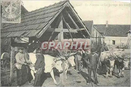 REPRO Ferrage des Boeufs en Morvan