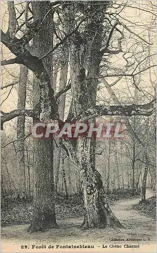 Cartes postales Foret de Fontainebleau Le Chene Charme