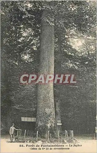 Ansichtskarte AK Foret de Fontainebleau Le Jupiter