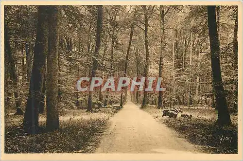 Cartes postales Fontainebleau (S et M) la Foret Route Ronde la Douce France