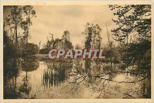 Ansichtskarte AK Fontainebleau (S et M) la Foret Mare aux Fees la Douce France