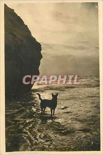 Cartes postales Sion sur l'Ocean (Vendee) Effet de Vagues avant l'Orage Chien
