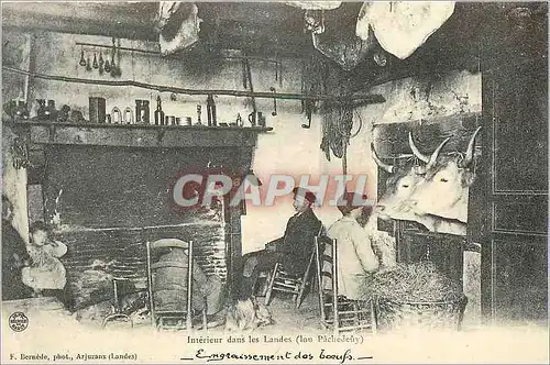 REPRO Interieur dans les Landes (Lou Pachedeuy) Gascogne Engraissement des Boeufs