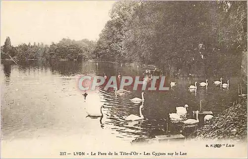 Ansichtskarte AK Lyon le Parc de la Tete d'Or les Cygnes sur le Lac