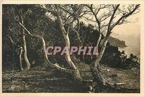 Cartes postales Les Iles d'Hyeres (Var) Cote d'Azur La Douce France Porquerolles Les Pins d'Alep