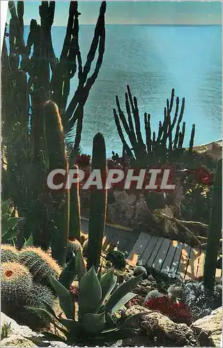 Ansichtskarte AK Jardin Exotique de Monaco Cereus et Echinocatus diversM