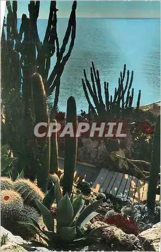 Cartes postales Jardin Exotique de Monaco Cereus et Echinocatus diversM