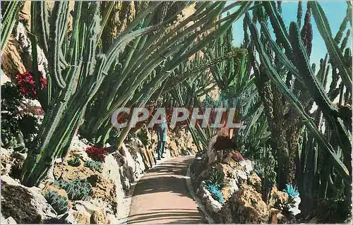 Moderne Karte Jardin Exotique de Monaco Allee des Cereus