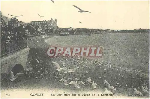 REPRO Cannes Les Mouettes sur la Plage de la Croisette