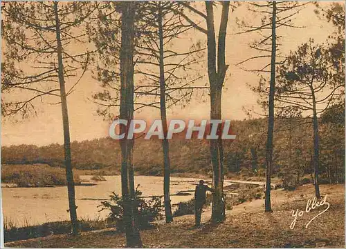 Ansichtskarte AK Dans Les Landes de Gascogne Paysage a Auretlhan