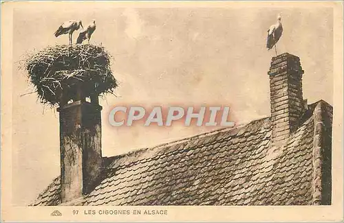 Cartes postales Les Cigognes en Alsace