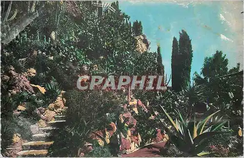 Cartes postales moderne Jardin Exotique de Monaco L'Allee des Aloes