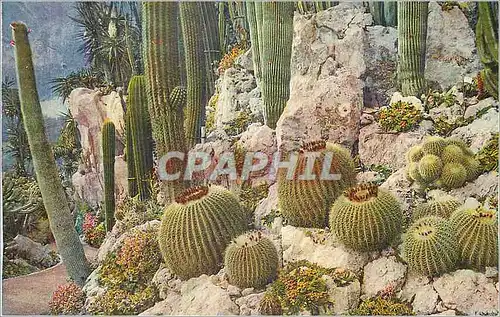 Cartes postales moderne Jardin Exotique de Monaco Pilocerous et Cereus divers