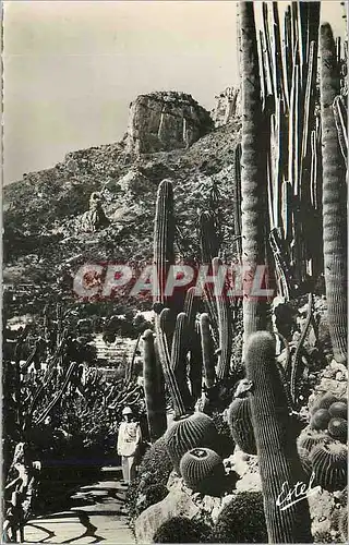 Cartes postales moderne Monaco Le Jardin Exotique et au fond le Rocher de la Tete de Chien