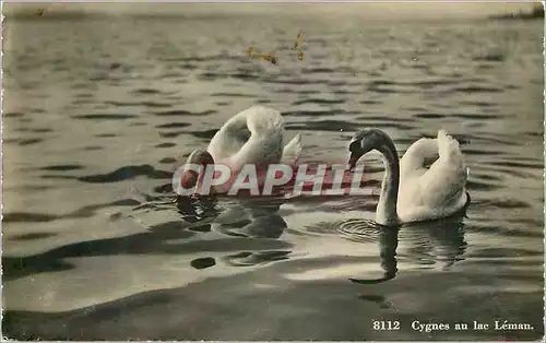 Cartes postales moderne Cygnes au Lac Leman