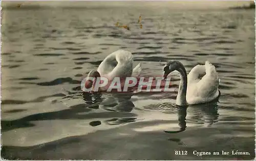 Moderne Karte Cygnes au Lac Leman