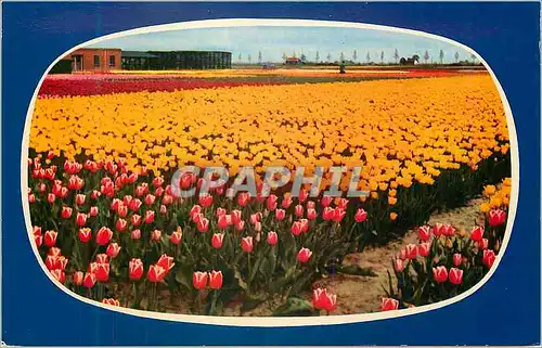 Cartes postales moderne Hollande en parure des Fleurs