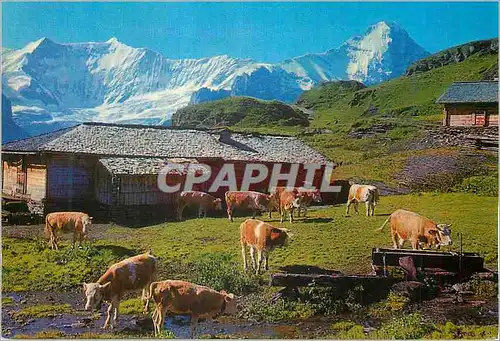 Cartes postales moderne Grindelwald First Bachlager mit Fiescherhorner und Eiger