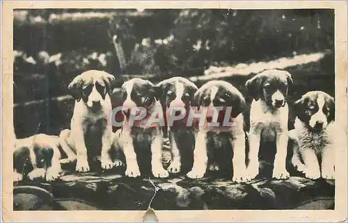 Cartes postales moderne Le Grand Saint Bernard Jeunes Chiens de l'Hospice