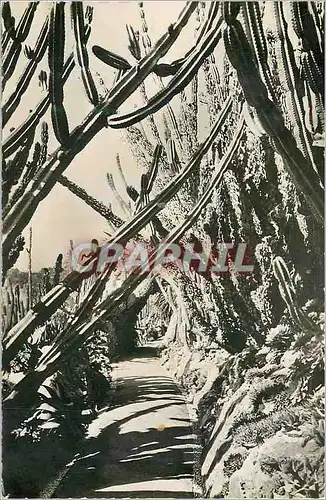 Cartes postales moderne Jardin Exotique de Monaco Allee des Cereus
