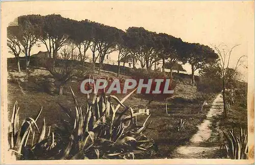 Cartes postales St Tropez (Var) Une Pinede