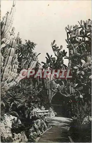 Cartes postales Jardin Exotique de Monaco Coreus Paraguemis