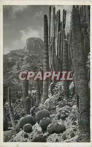 Cartes postales moderne Jardin Exotique de Monaco