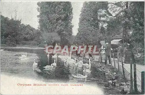 Cartes postales Cygnes Blancs Cygnes Clor (Europe)