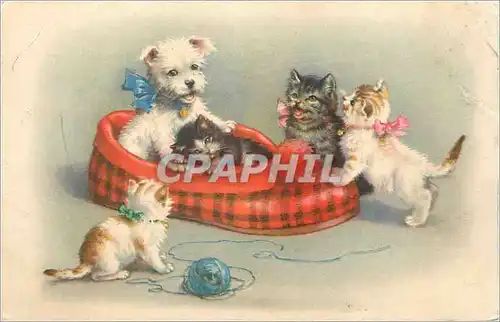 Cartes postales chiens Chats