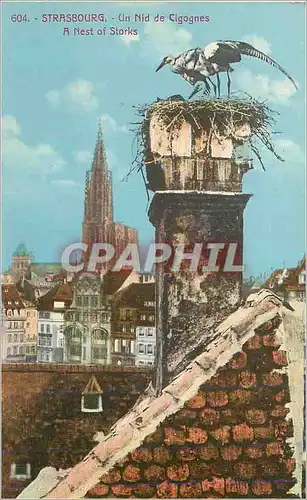 Cartes postales Strasbourg Un Nid de Cigognes