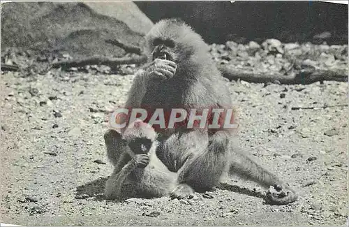 Moderne Karte Paris VIIIe (Parc Zoologique du Bois de Vincennes) Comite National de l'Enfance