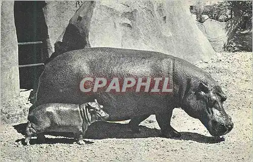 Moderne Karte Hippopotame et son Petit Paris (VIIIe) Parc Zoologique du Bois de Vincennes