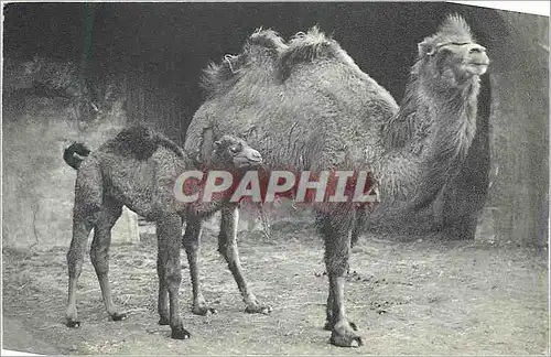 Cartes postales moderne Chameau de la Bactriane et son Petit (Parc Zoologique du Bois de Vincennes)