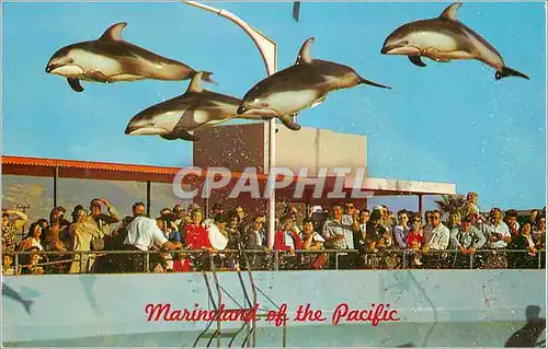Cartes postales moderne Marineland of the Pacific High Flying Dolphins