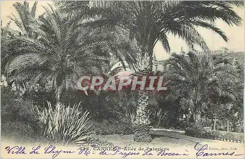 Cartes postales Cannes Allee de Palmiers