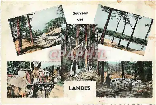 Cartes postales moderne Souvenir des Landes