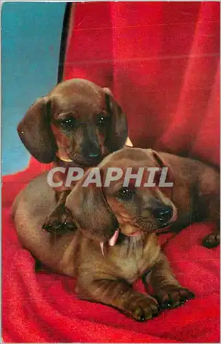 Cartes postales moderne Chiens