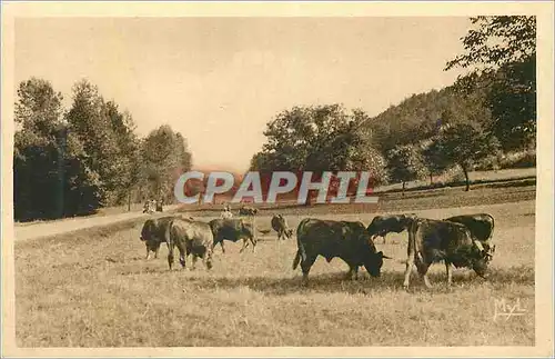 Ansichtskarte AK Notre Belle Campagne Paturage Vaches