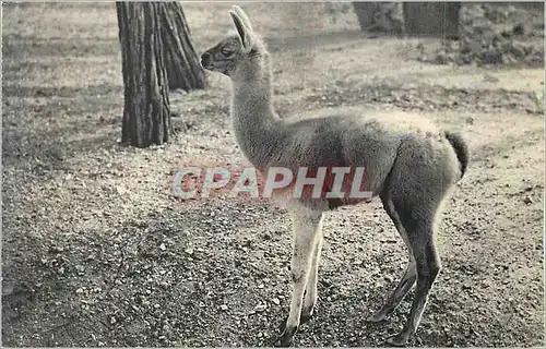 Ansichtskarte AK Parc zoologique du Bois de Vincennes Paris Musee National d'Histoire Naturelle