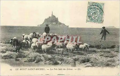 Ansichtskarte AK Le Mont Saint Michel Les Pres Sales des Greves Berger Moutons