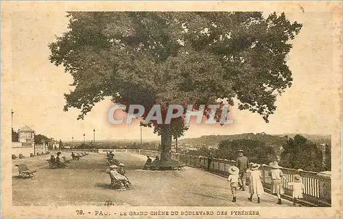 Ansichtskarte AK Pau Le Grand Chene du Boulevard des Pyrenees