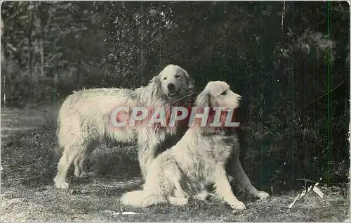 Cartes postales moderne Pau (B P) Terroir Pyreneen Chien des Pyrenees