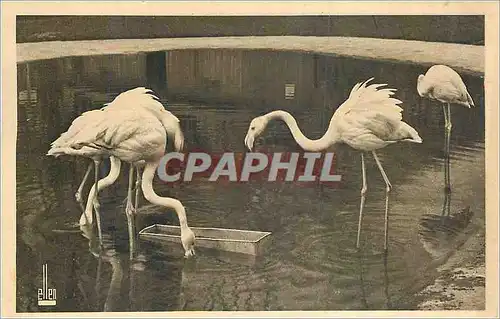 Ansichtskarte AK Parc Zoologique du Bois de Vincennes Les flamants au lac